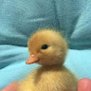 Meet your Posher, Verónica